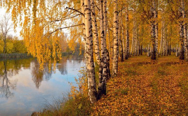 Стихи известных поэтов об осени-Осень-березовая роща, озеро, фото