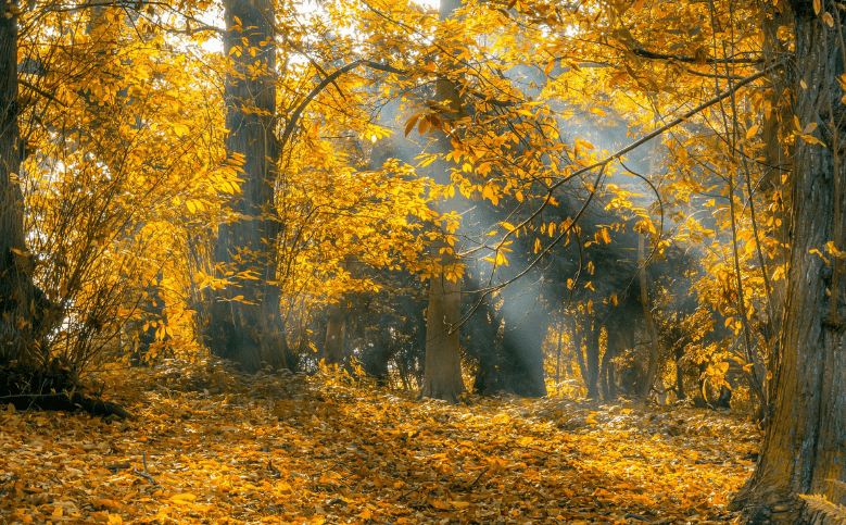 Стихи известных поэтов об осени-Фото