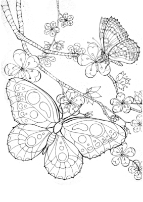 Бабочки Раскраски Насекомые